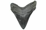 Huge Fossil Megalodon Tooth - South Carolina #371758-2
